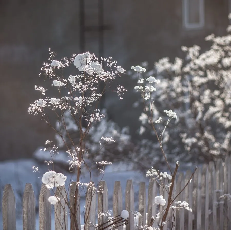 Photo libre de droits : Pourquoi laisser un coin sauvage dans votre jardin cet hiver est une excellente idée